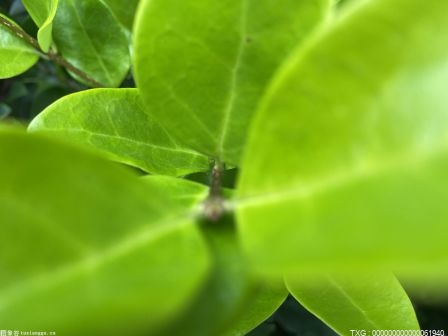 最新消息：文竹开花是怎么回事,开花后怎么处理?文竹开花后会死掉吗?