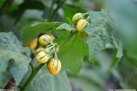 芍药花什么时候开放？芍药为什么叫鬼花？
